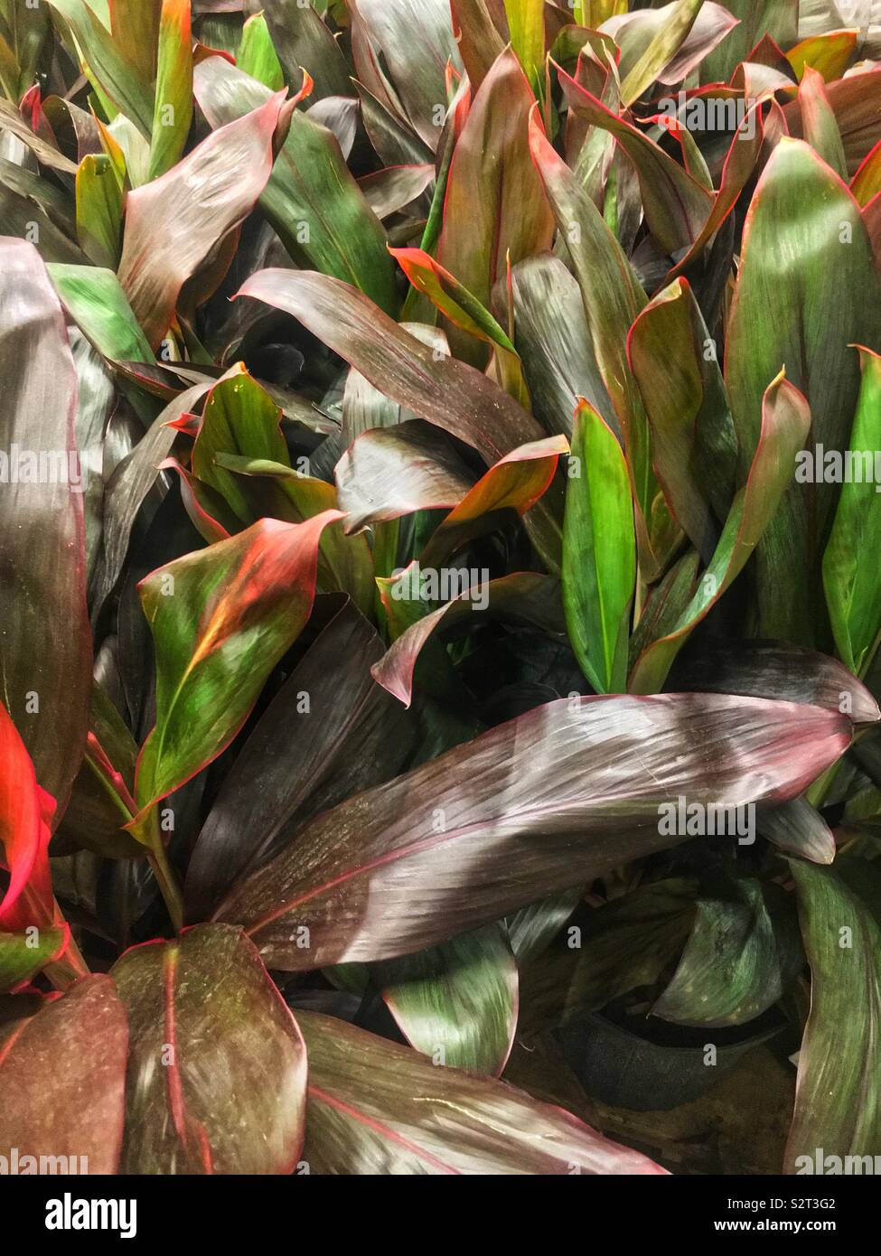Full frame of many Cordyline terminalis, Dracaena terminalis Cordyline fruticosa plants. Stock Photo