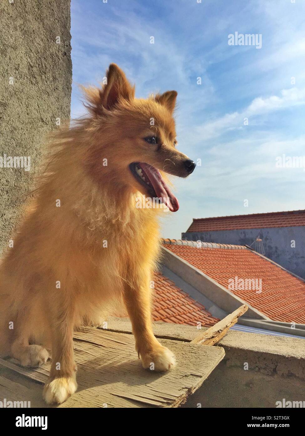 Golden roof dog hi-res stock photography and images - Alamy