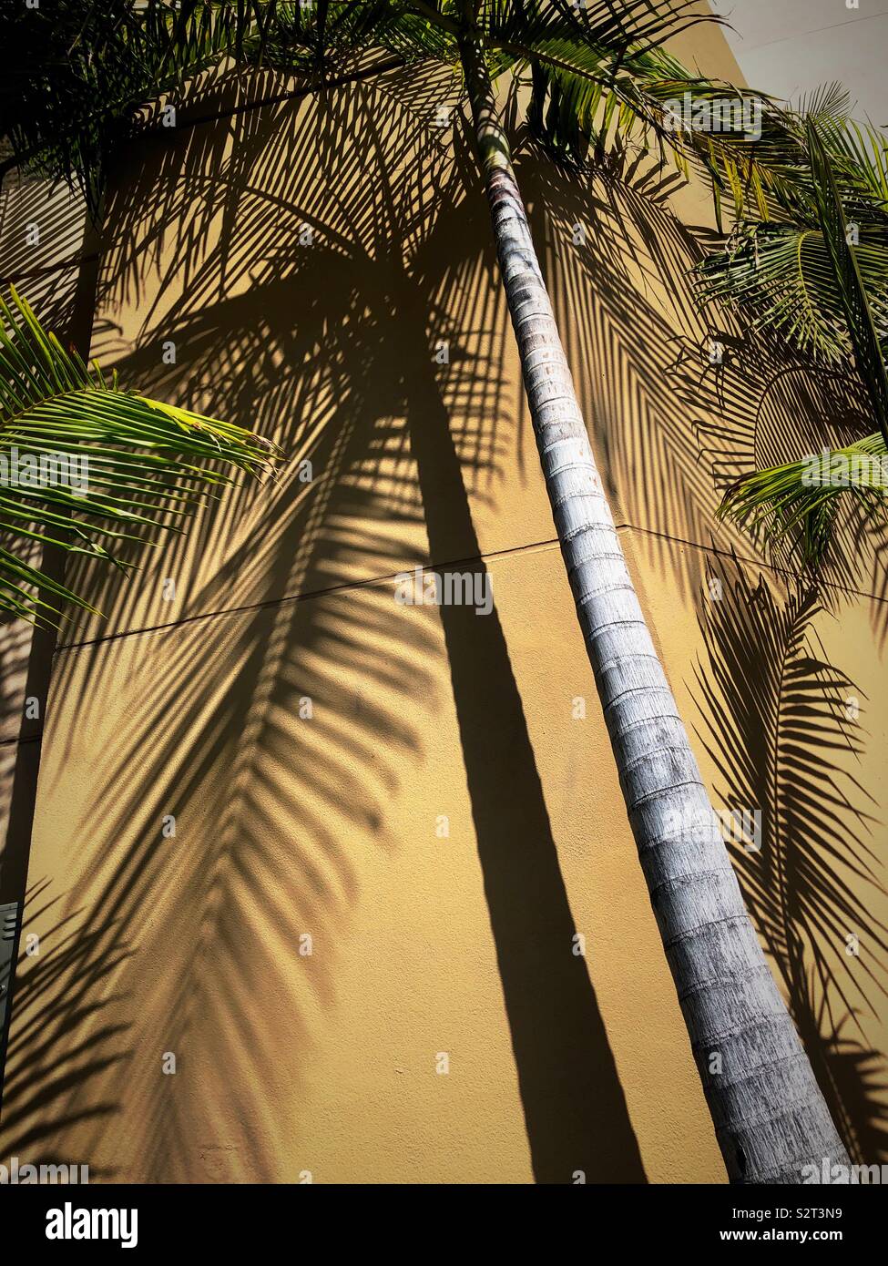 Palm tree and shadows on a wall, Los Angeles California, USA - Smartphone Captured Stock Image