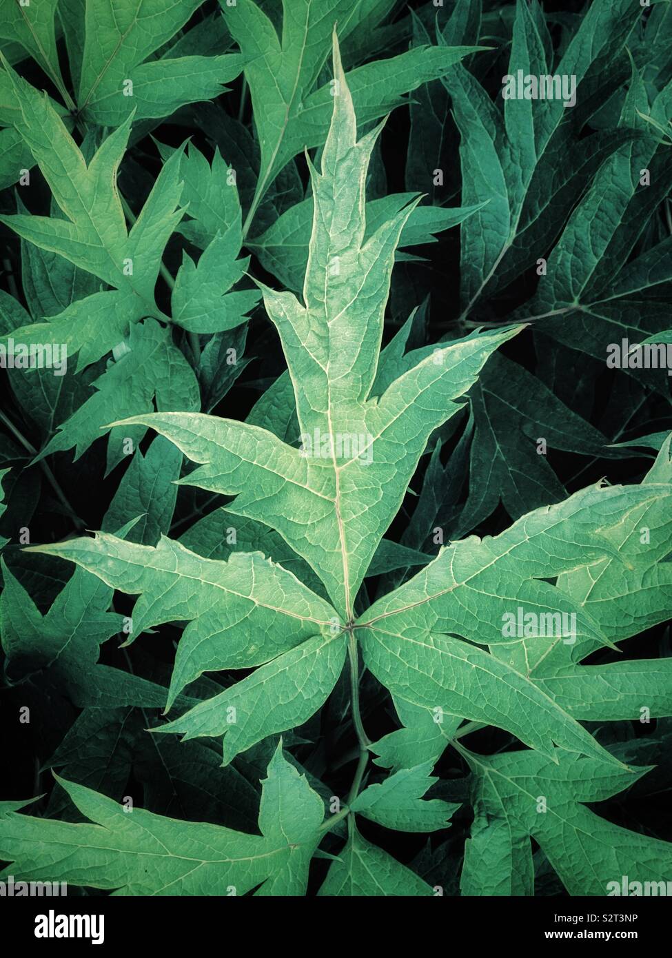 Pattern of plant leaves Stock Photo