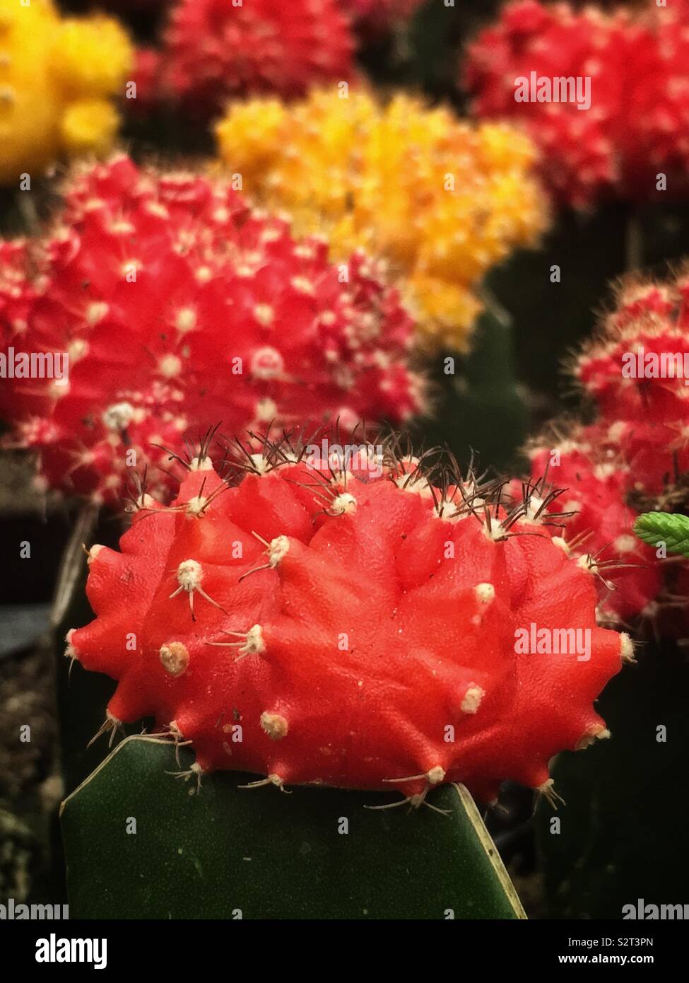 Ruby Ball Cactus High Resolution Stock Photography And Images Alamy
