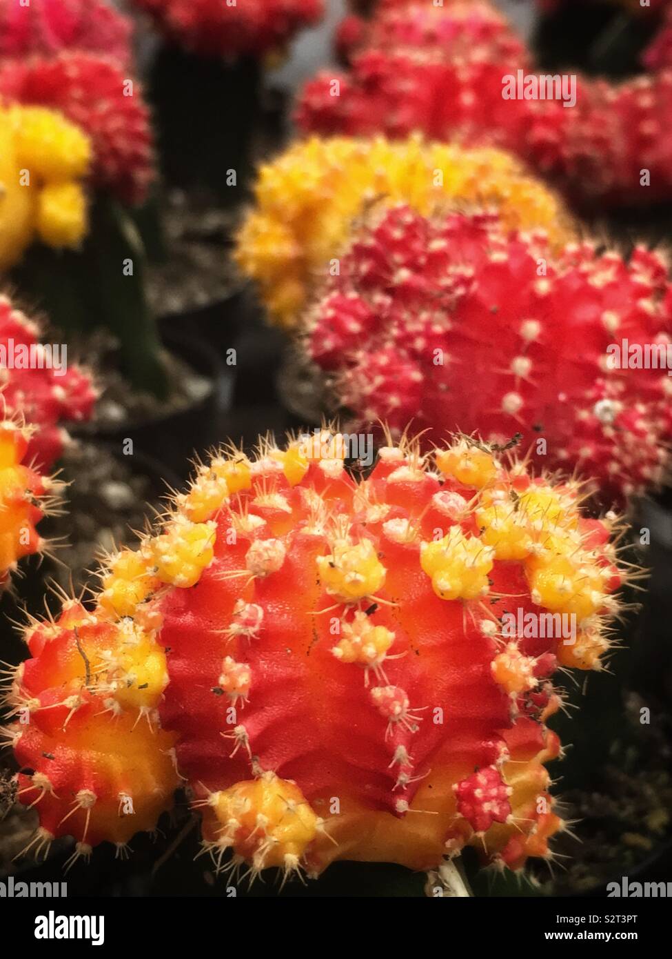Red gymnocalycium flower buds grafted onto the colorful ruby ball cactus and the red cap cactus. Stock Photo