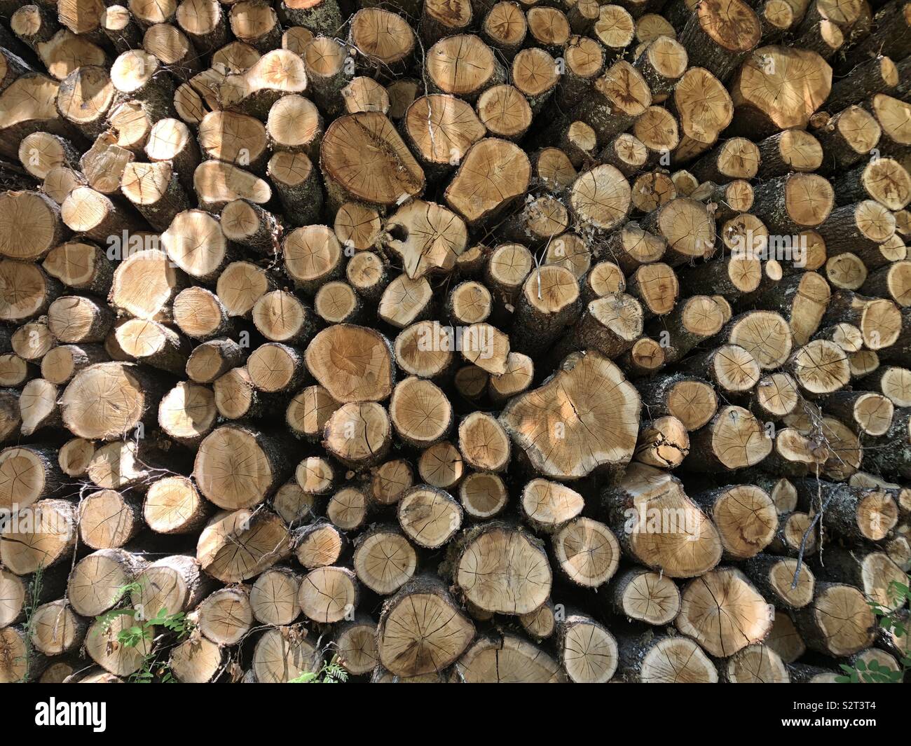 Log pile in dordogne region of France - Smartphone Captured Stock Image