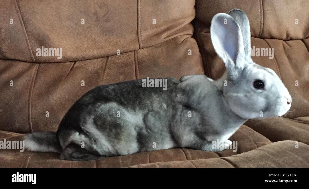 Rabbit chilling hi-res stock photography and images - Alamy
