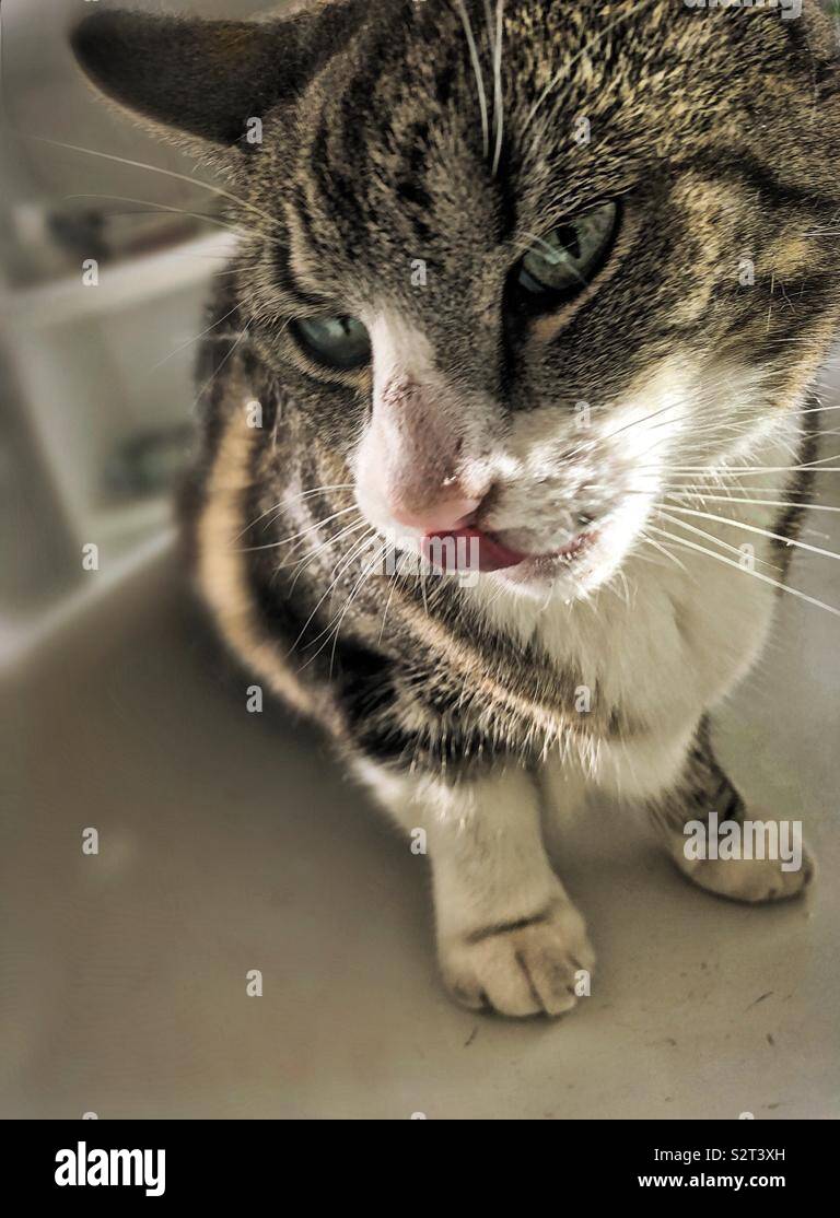 Cat likes to drink water. Every time thirsty Stock Photo Alamy