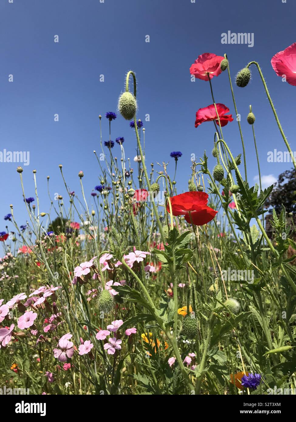 Wildflowers in the sun Stock Photo Alamy