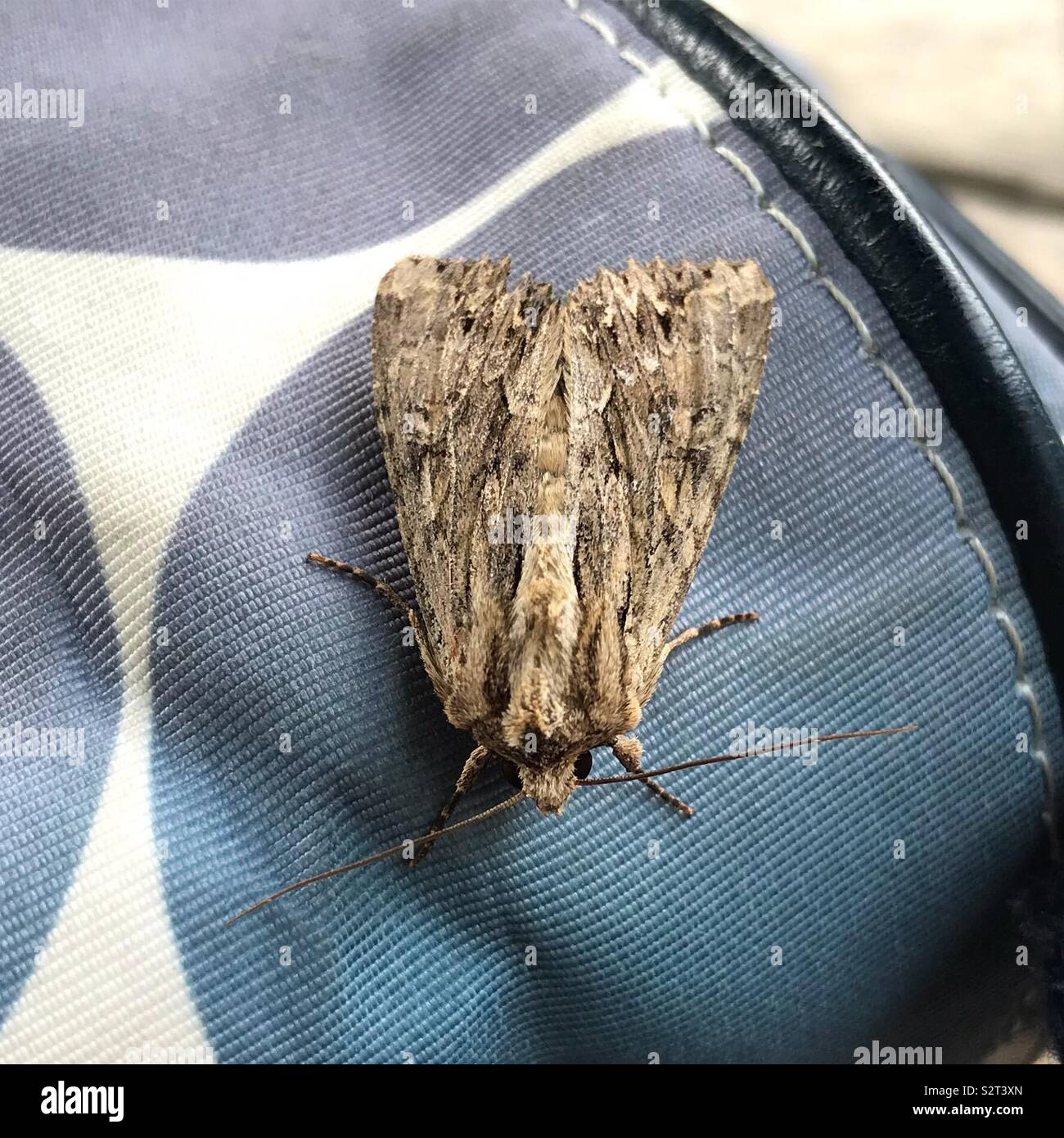 Moth on a fabric handbag - Smartphone Captured Stock Image