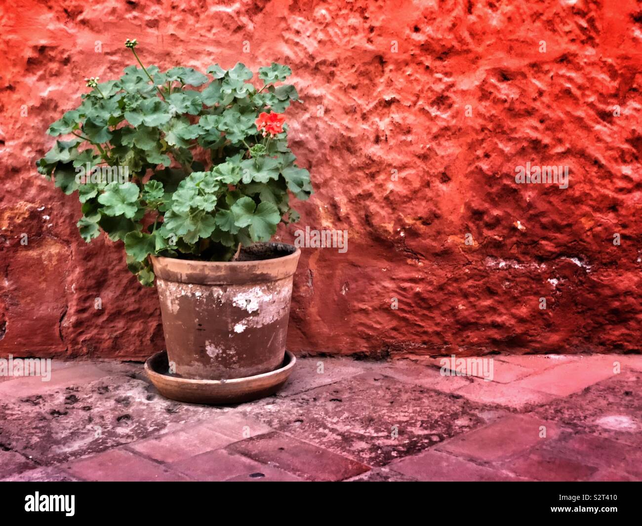 Pelargonium in a clay pot against a red stucco wall. Also called geranium and storksbill. - Smartphone Captured Stock Image