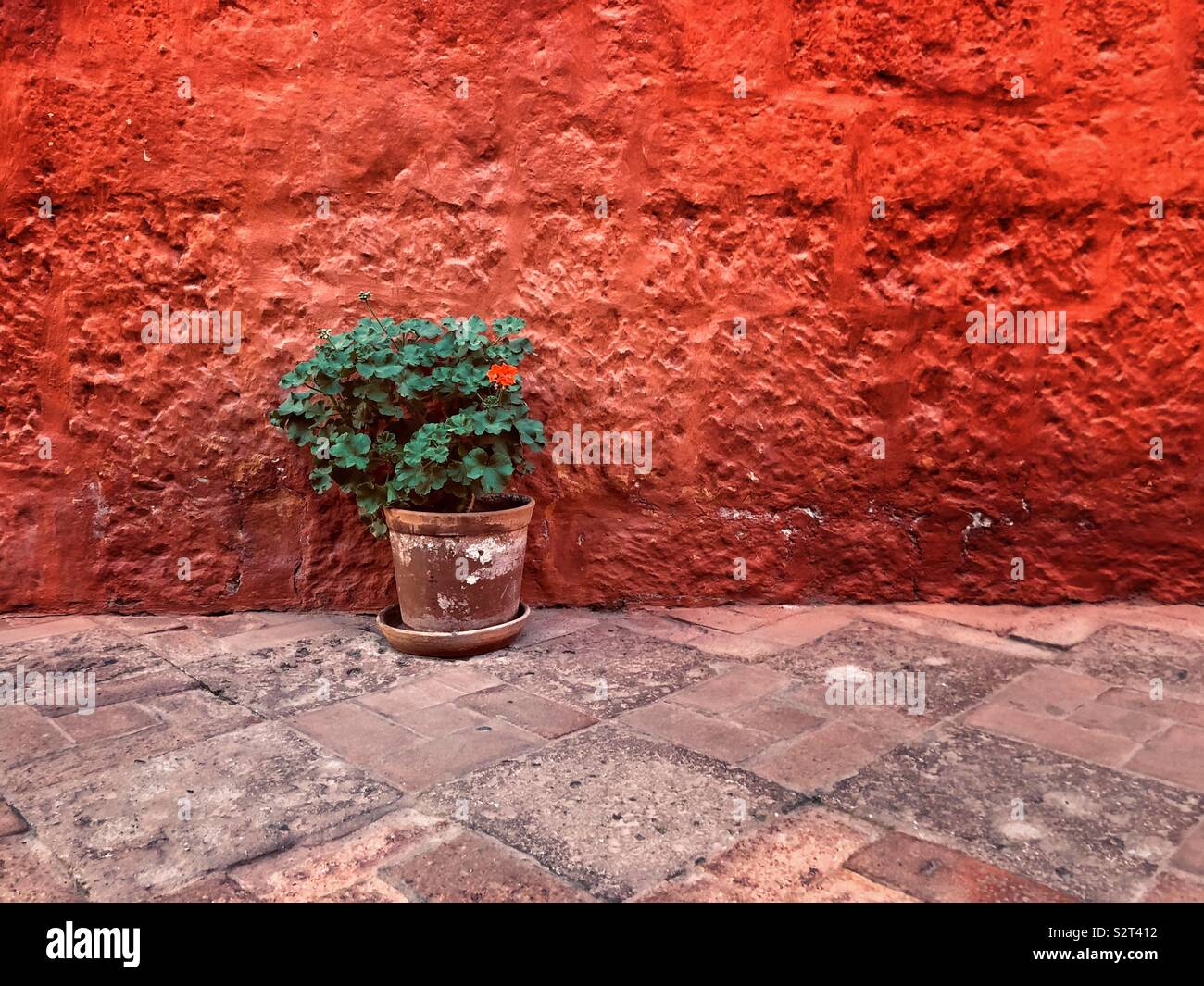 Red pelargonium flower in a clay pot against a red stuccoed wall stucco. Set on a tiled floor. Also called geranium or storksbill. - Smartphone Captured Stock Image