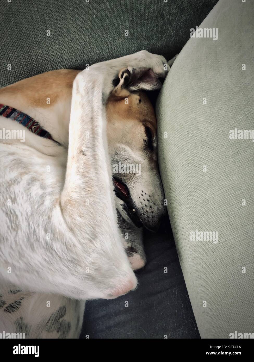 Cute white and fawn greyhound with paws over ears sleeping asleep on sofa. - Smartphone Captured Stock Image