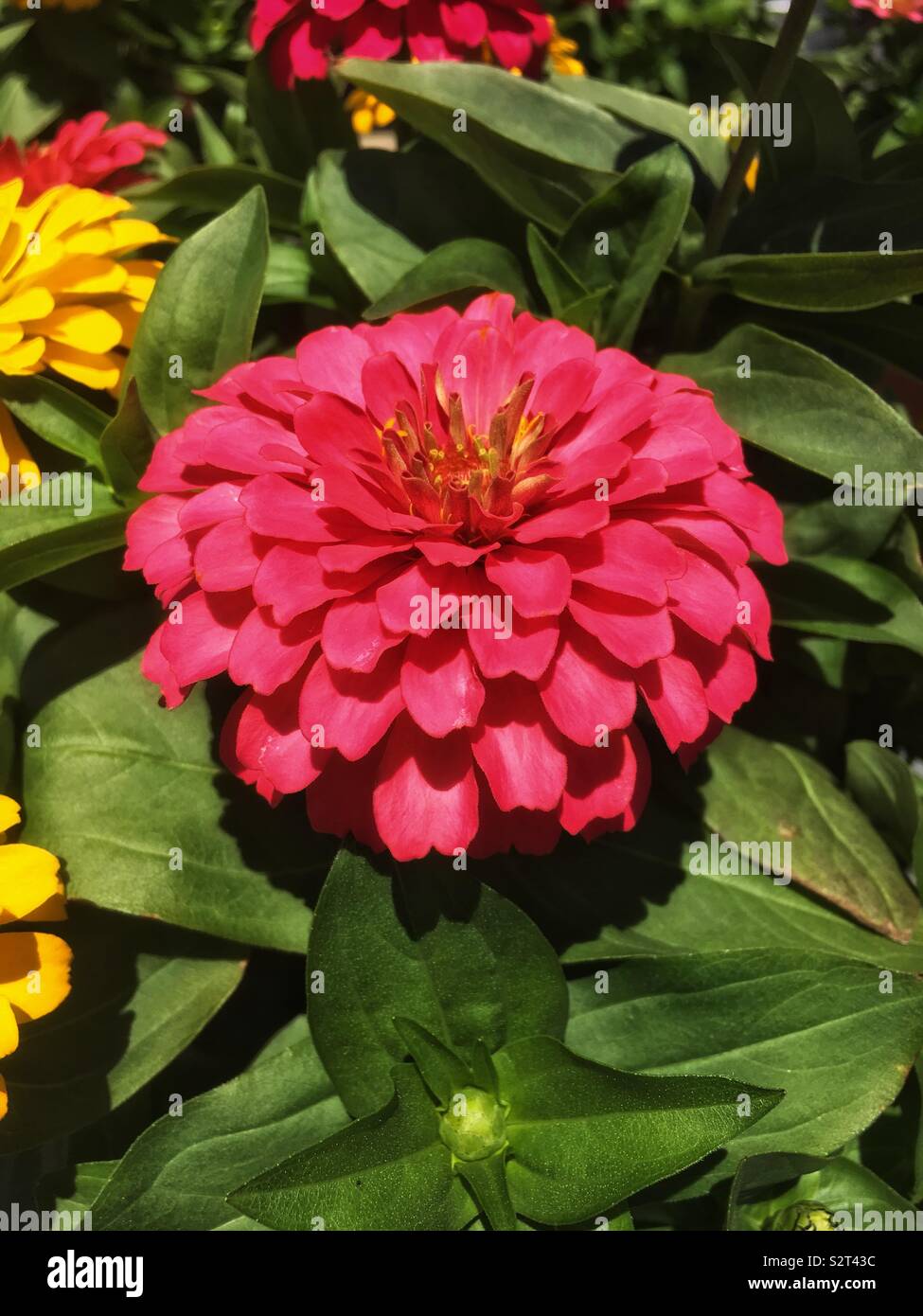 Beautiful bright pink summer zinnia flower in full bloom. - Smartphone Captured Stock Image