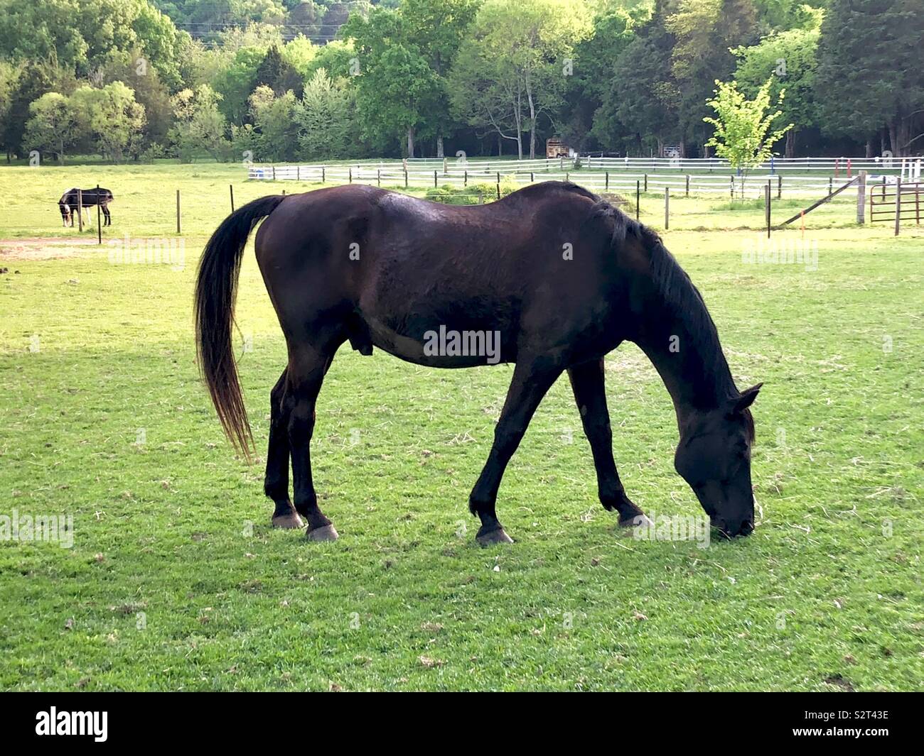 A stately dark brown horse slowly eating clover in a pasture Stock Photo