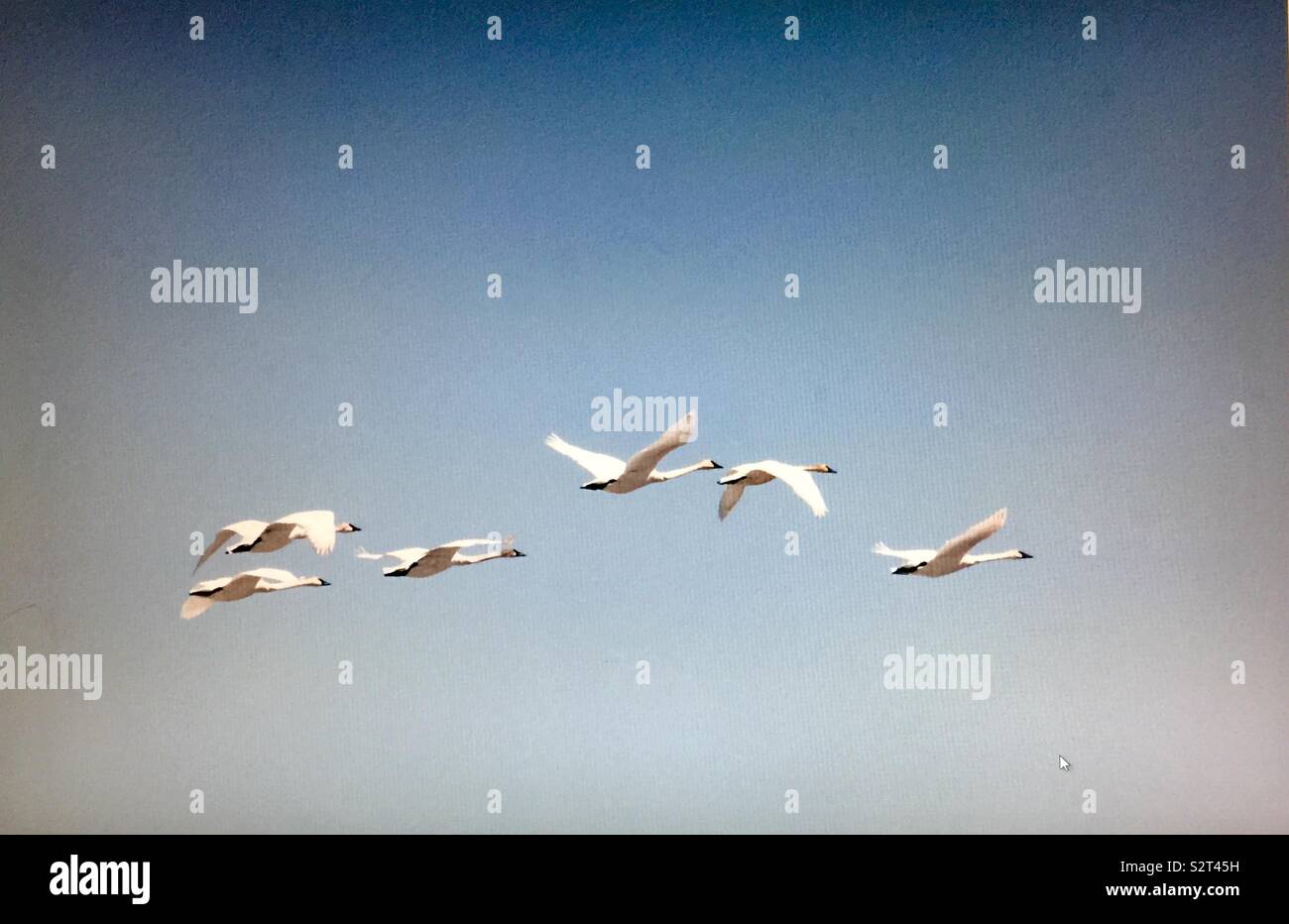 Birds of North America, trumpeter swans - Smartphone Captured Stock Image