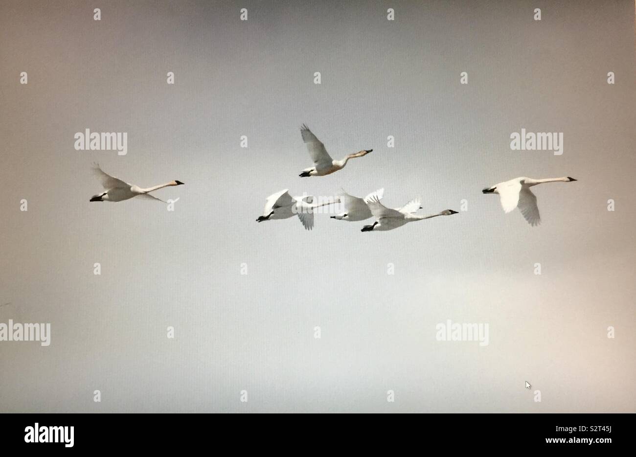 Birds of North America, trumpeter swans - Smartphone Captured Stock Image