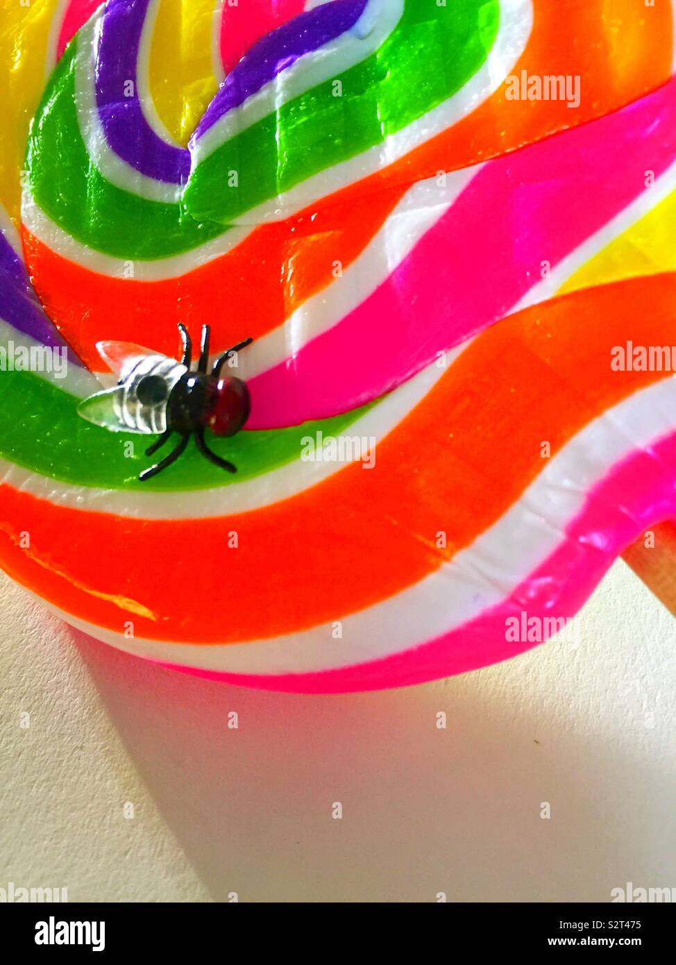 Housefly landing on a multi colored candy lollipop Stock Photo