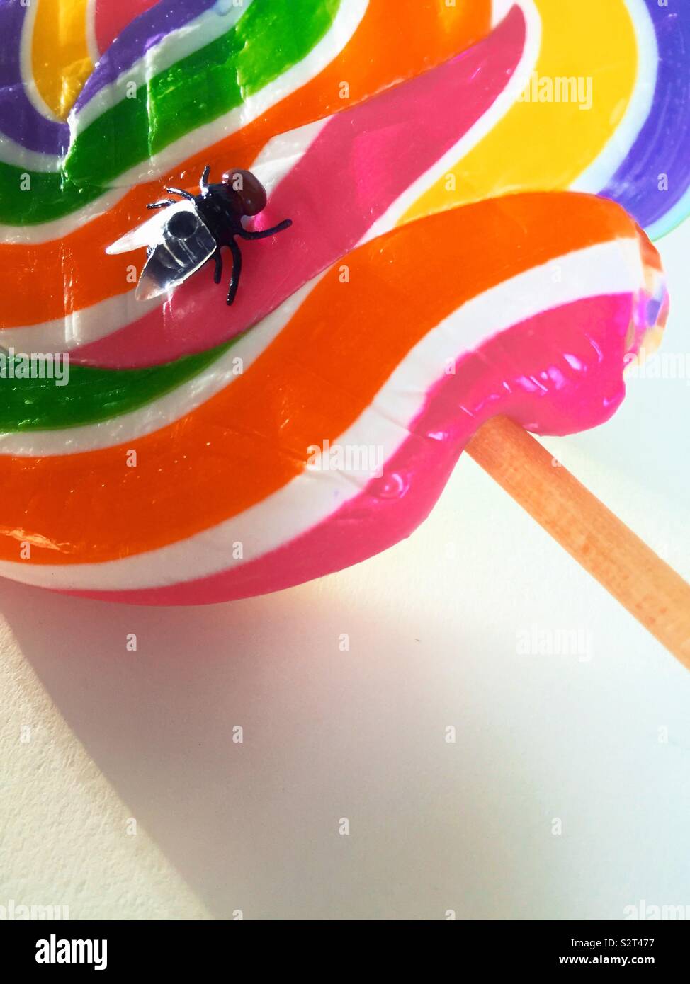 Housefly landing on a multi colored candy lollipop Stock Photo