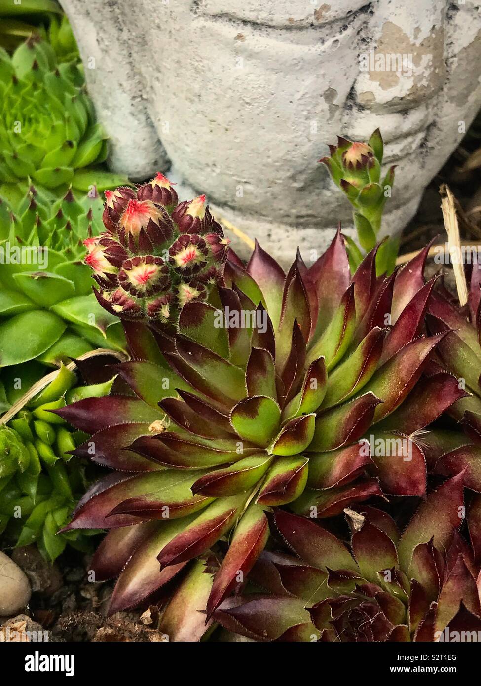 Close up detail of a flowering Sempervivum with a buddha statue. - Smartphone Captured Stock Image