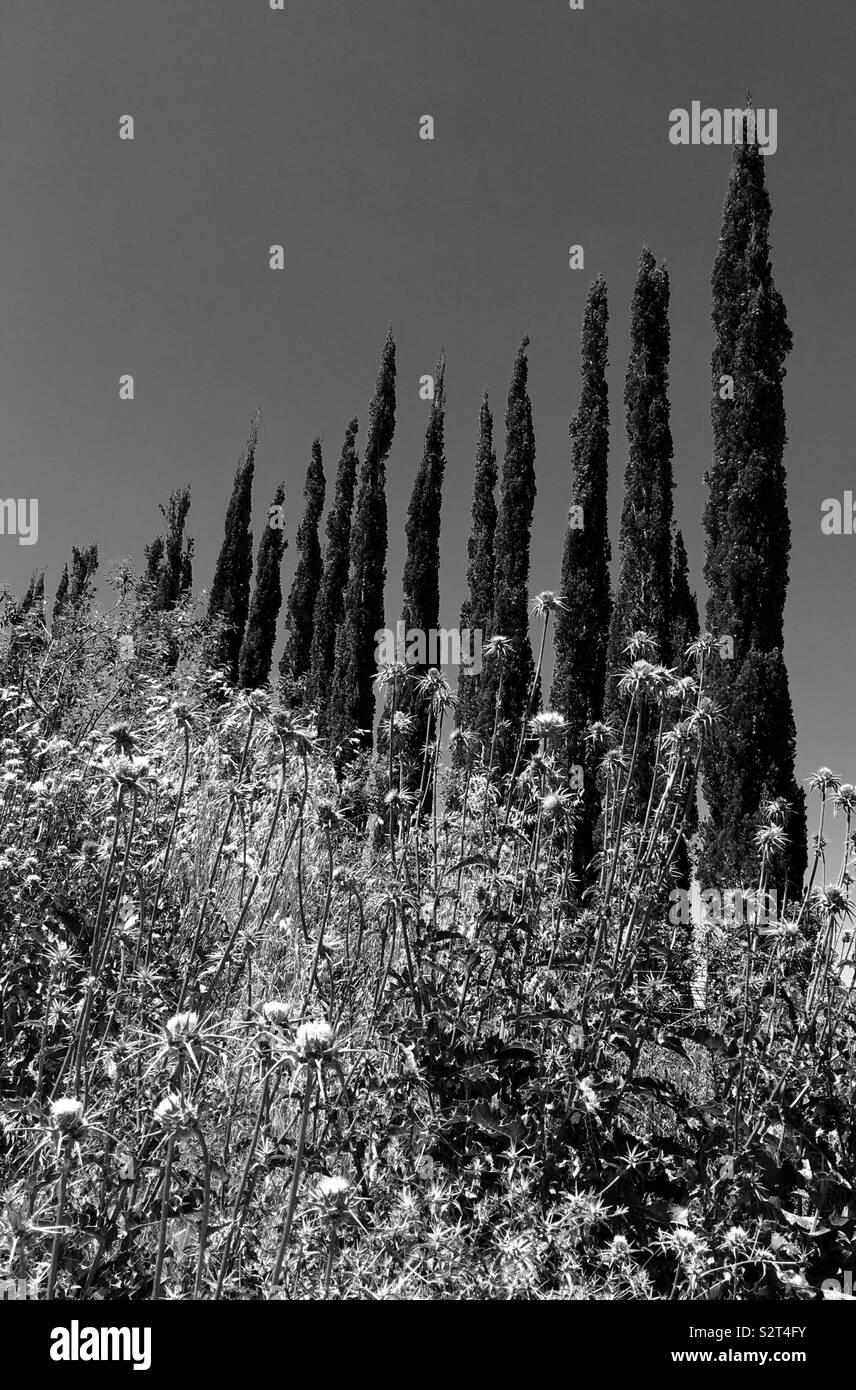 Black and white Mediterranean cypress trees in line with weeds Stock ...