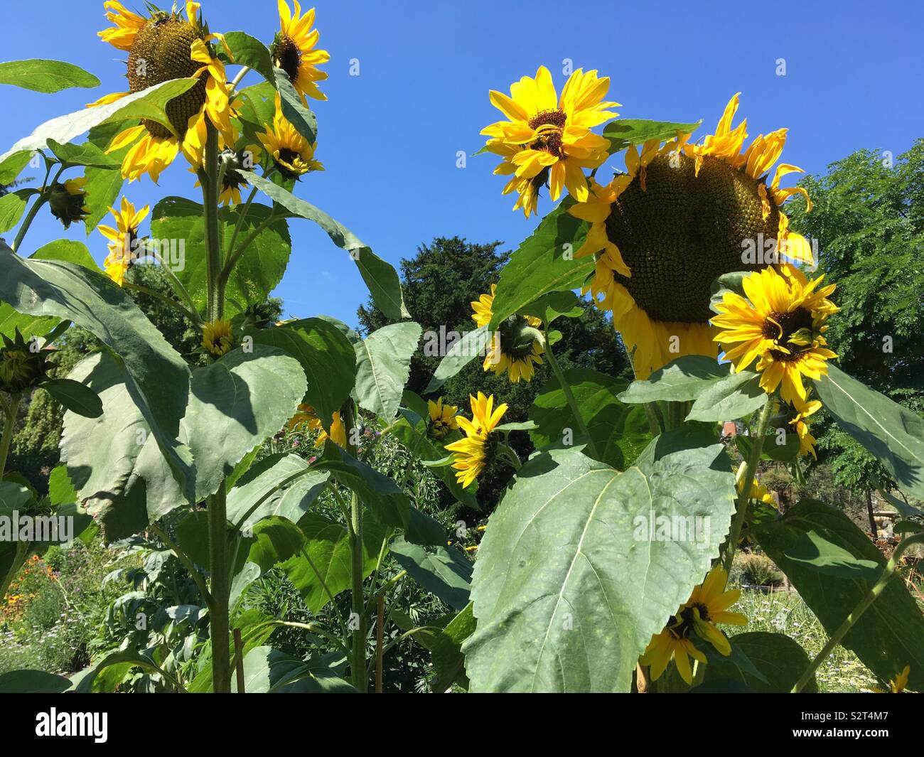 Sunflowers against a blue sky - Smartphone Captured Stock Image
