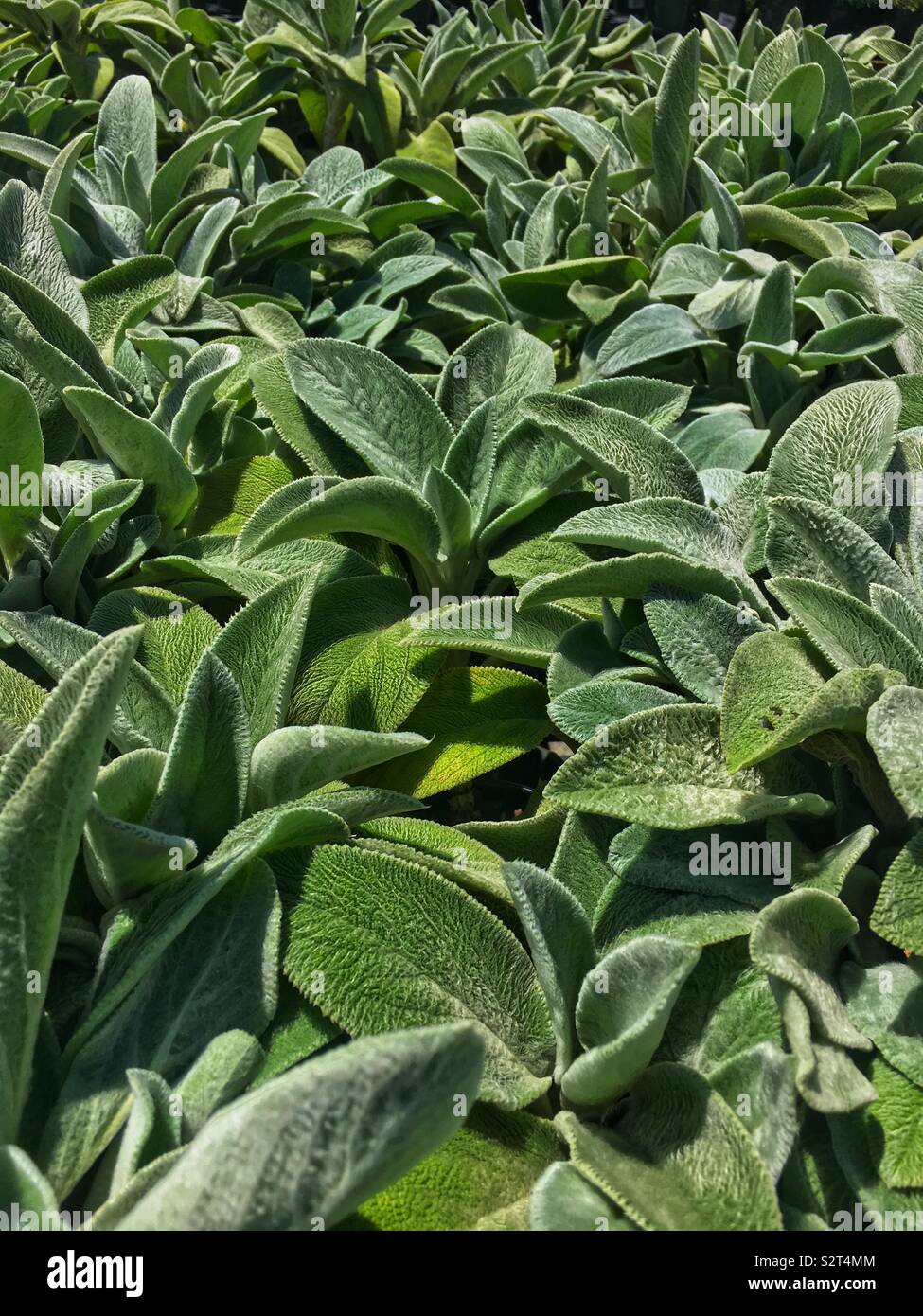 Field full of beautiful green mature Stachys byzantina, lamb’s ear plants growing in the sunshine. Stock Photo