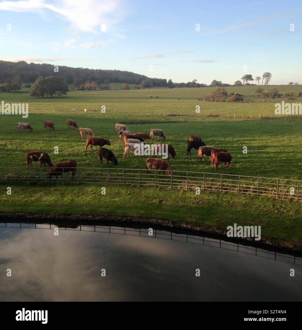 Chewing the crud! - Smartphone Captured Stock Image