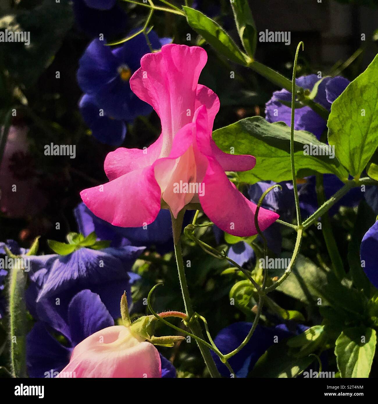 Pink Sweet Pea - Smartphone Captured Stock Image