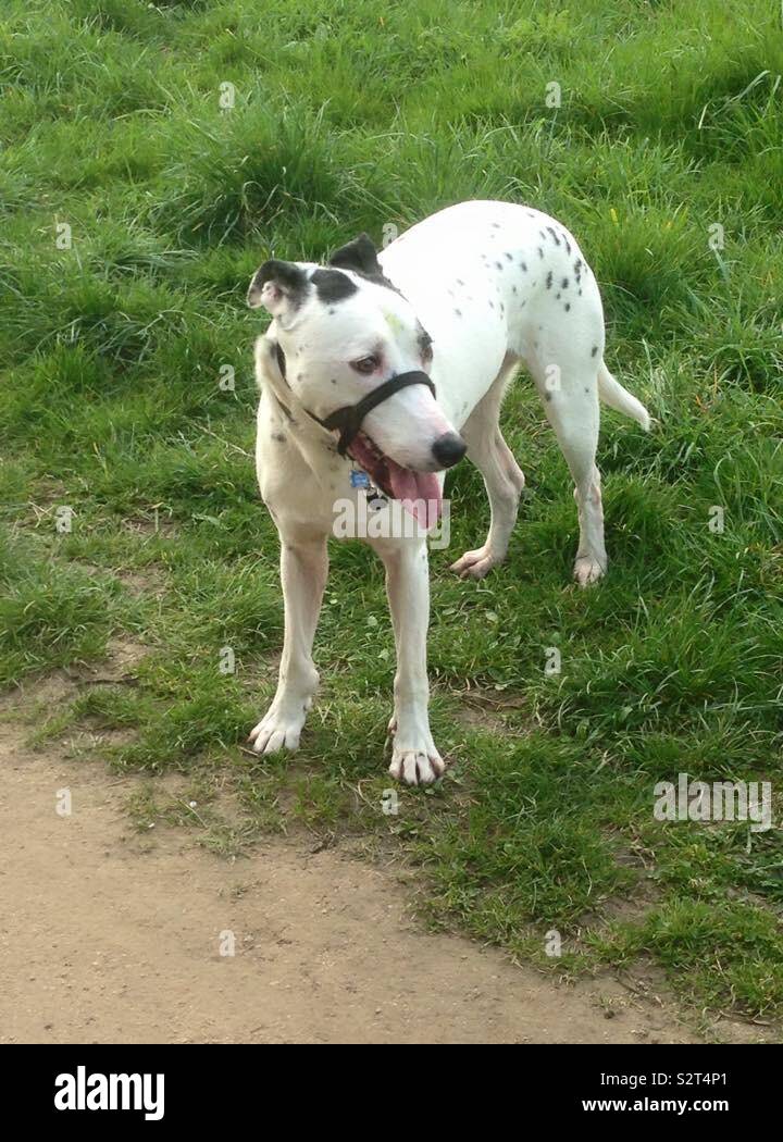 Walkies - Smartphone Captured Stock Image