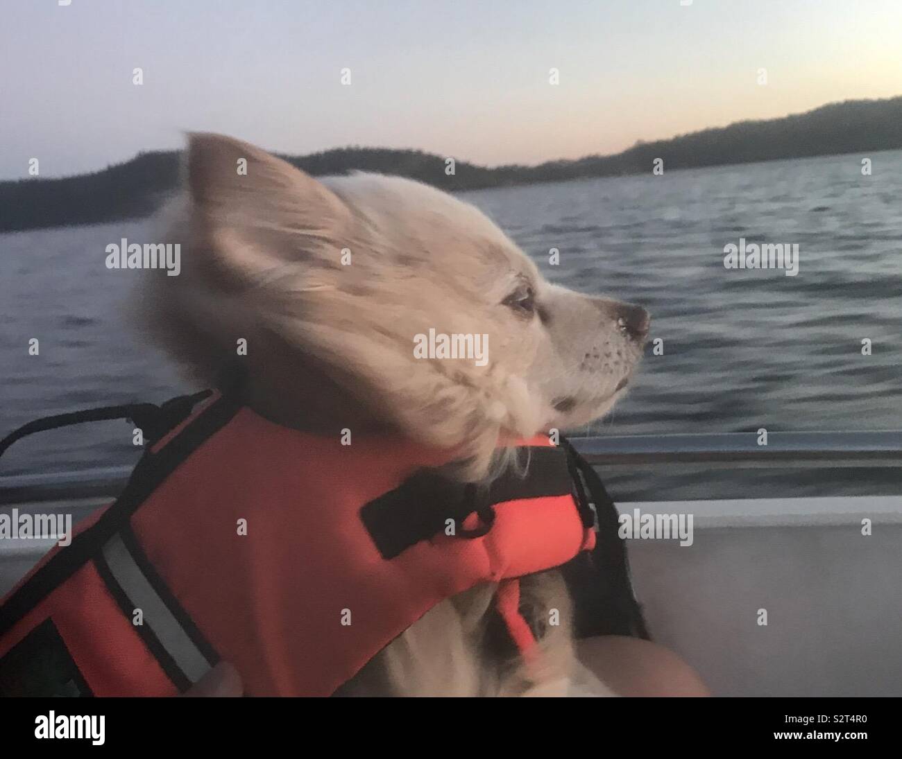 Sweet puppy dog wearing a life jacket while cruising on the lake in a