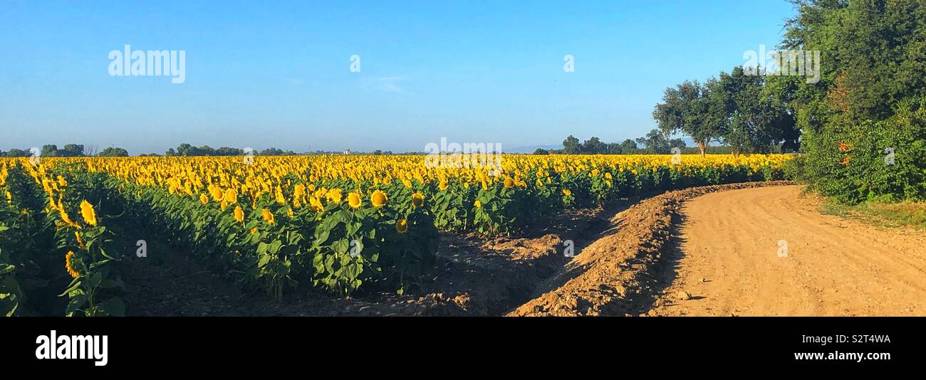 Sunflower field next to country road Stock Photo