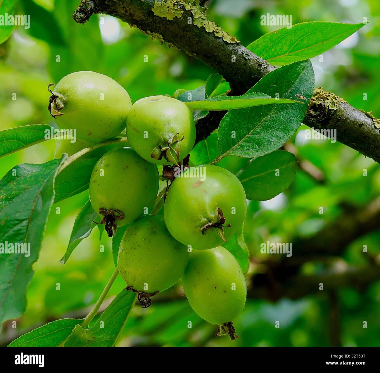 Crabapples on tree Stock Photo