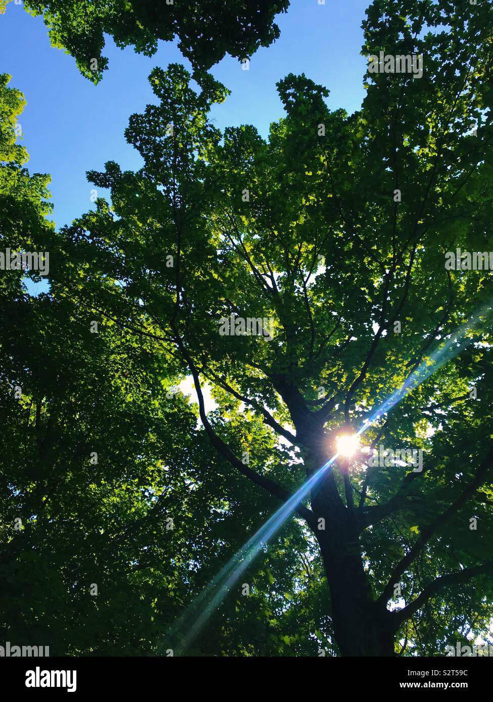 Light coming through trees hi res stock photography and images alamy