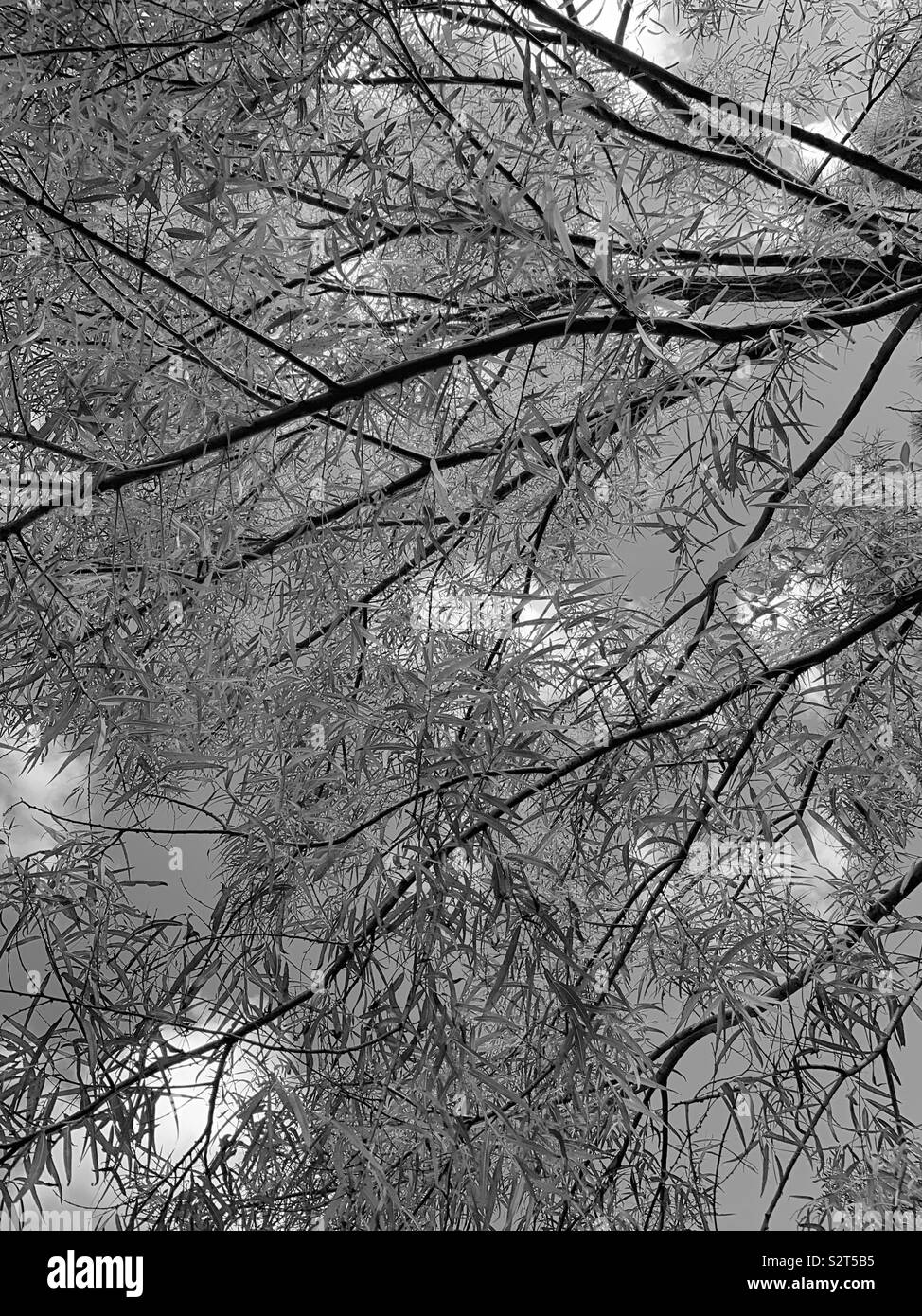 Black and white of a weeping willow tree - Smartphone Captured Stock Image