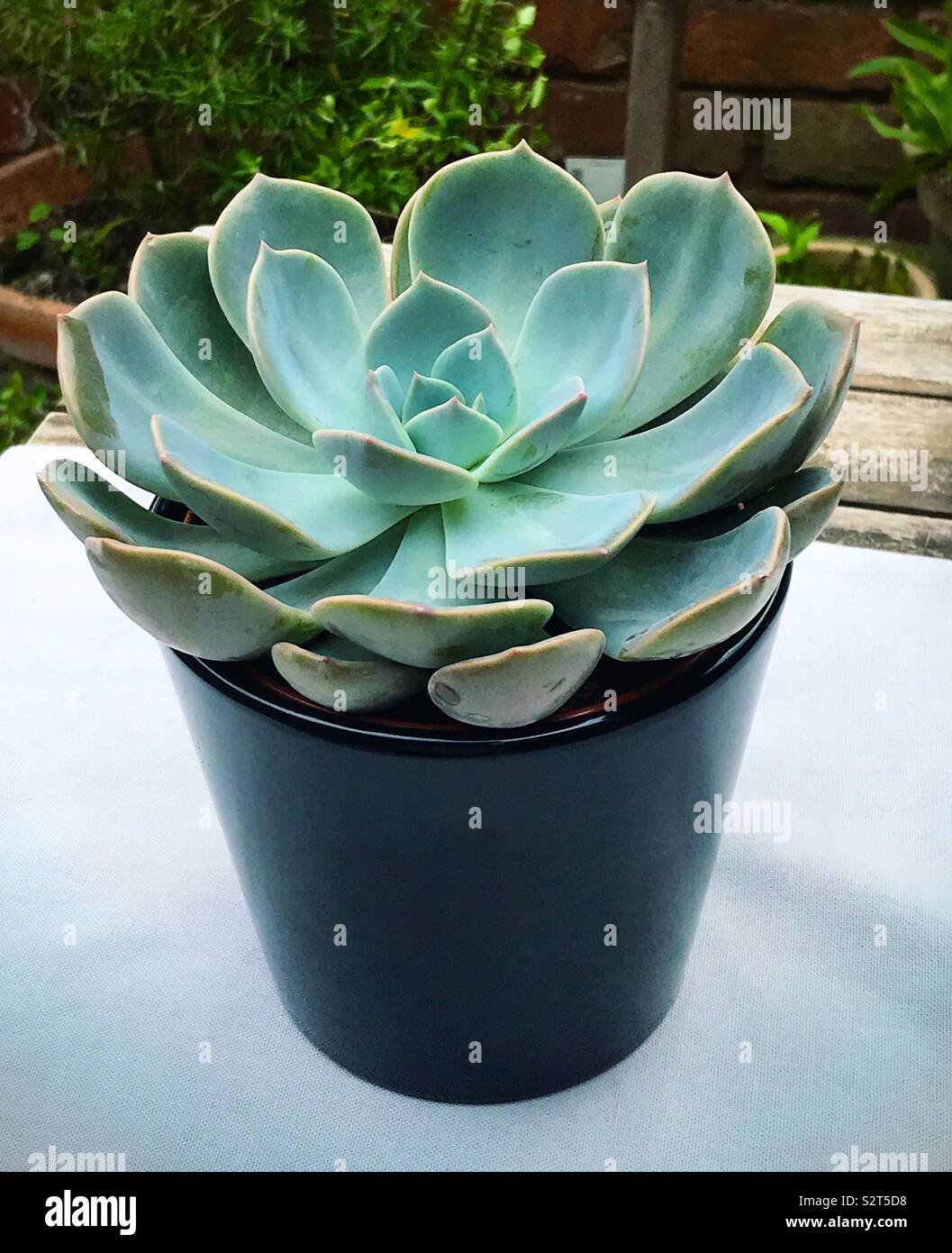 Echeveria In A Black Plant Pot Sitting On An Outdoor Table Stock
