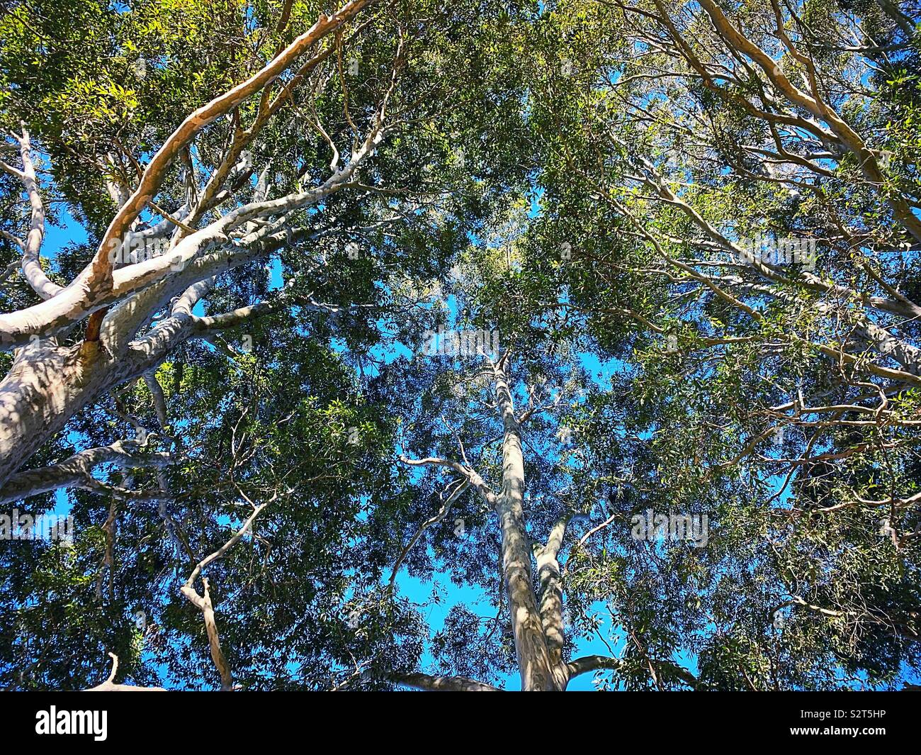Australian gum tree canopy Stock Photo Alamy