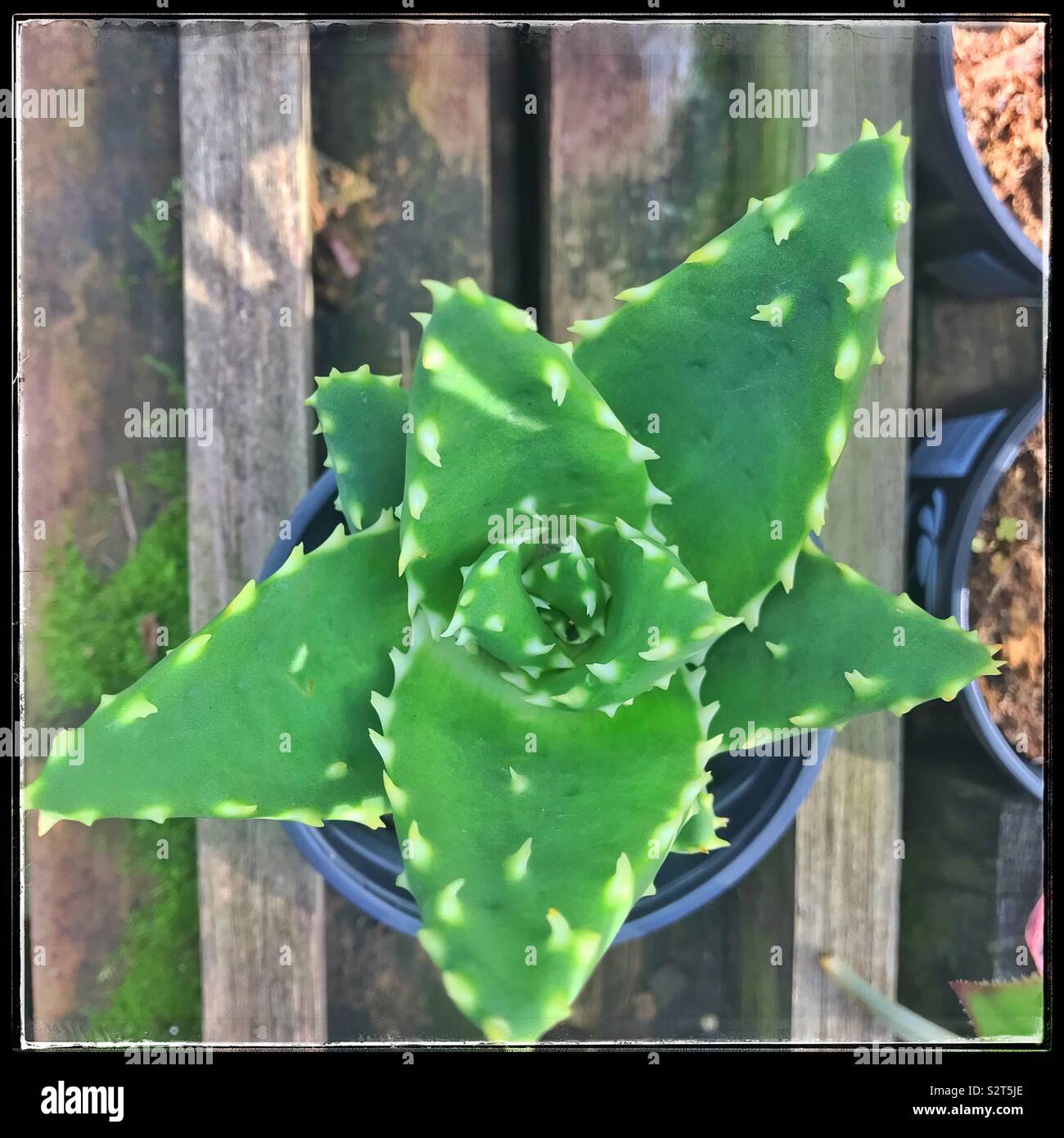 Cactus for sale in nursery. - Smartphone Captured Stock Image