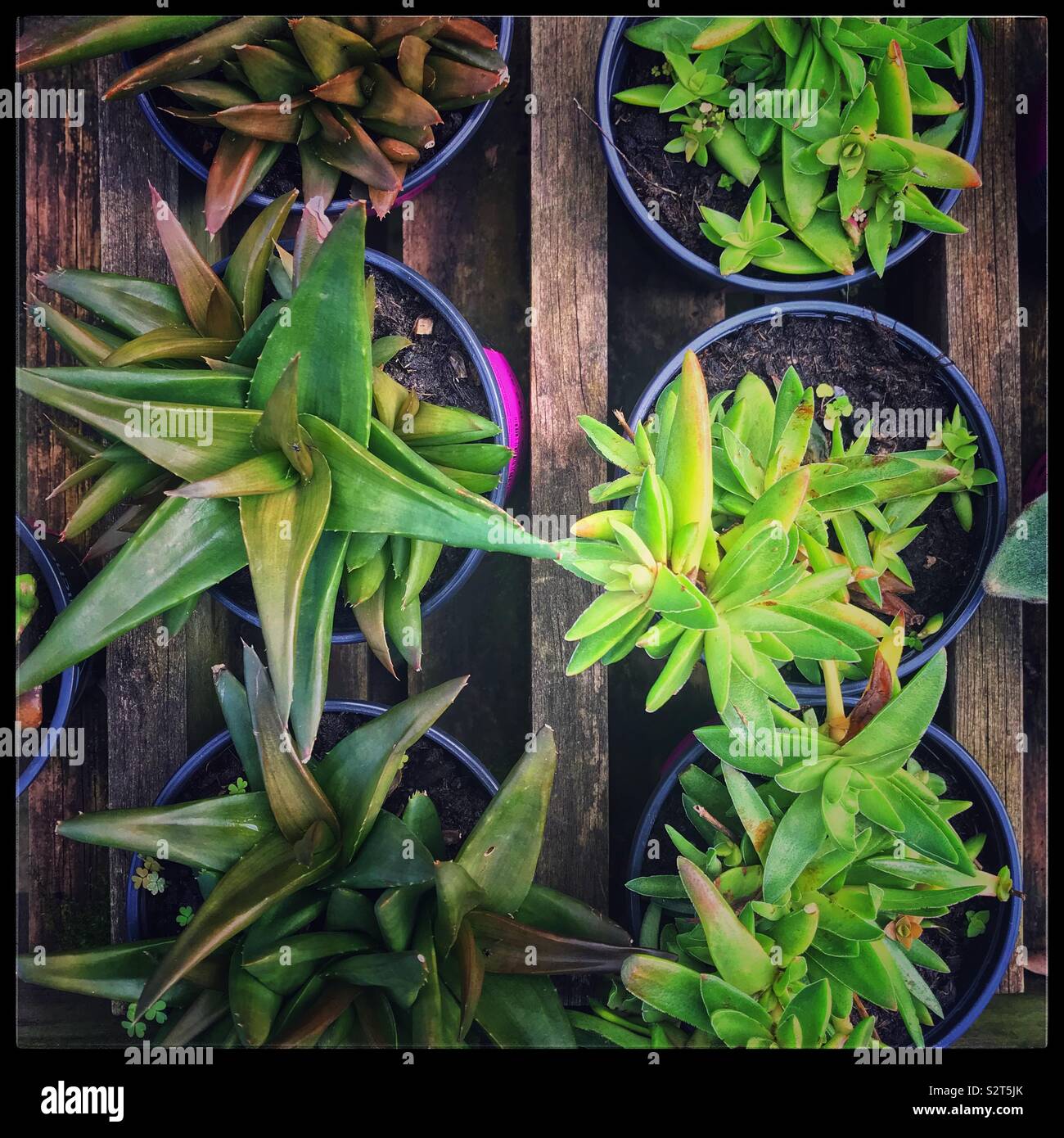 Succulent plants in pots. - Smartphone Captured Stock Image