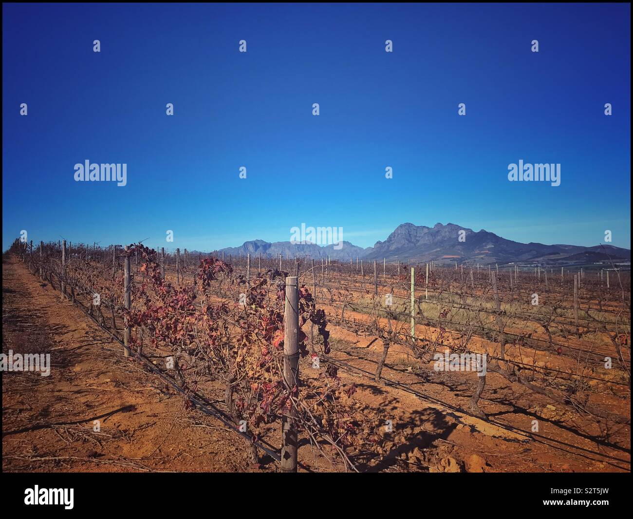 Autumn in the Cape Winelands of South Africa Stock Photo Alamy