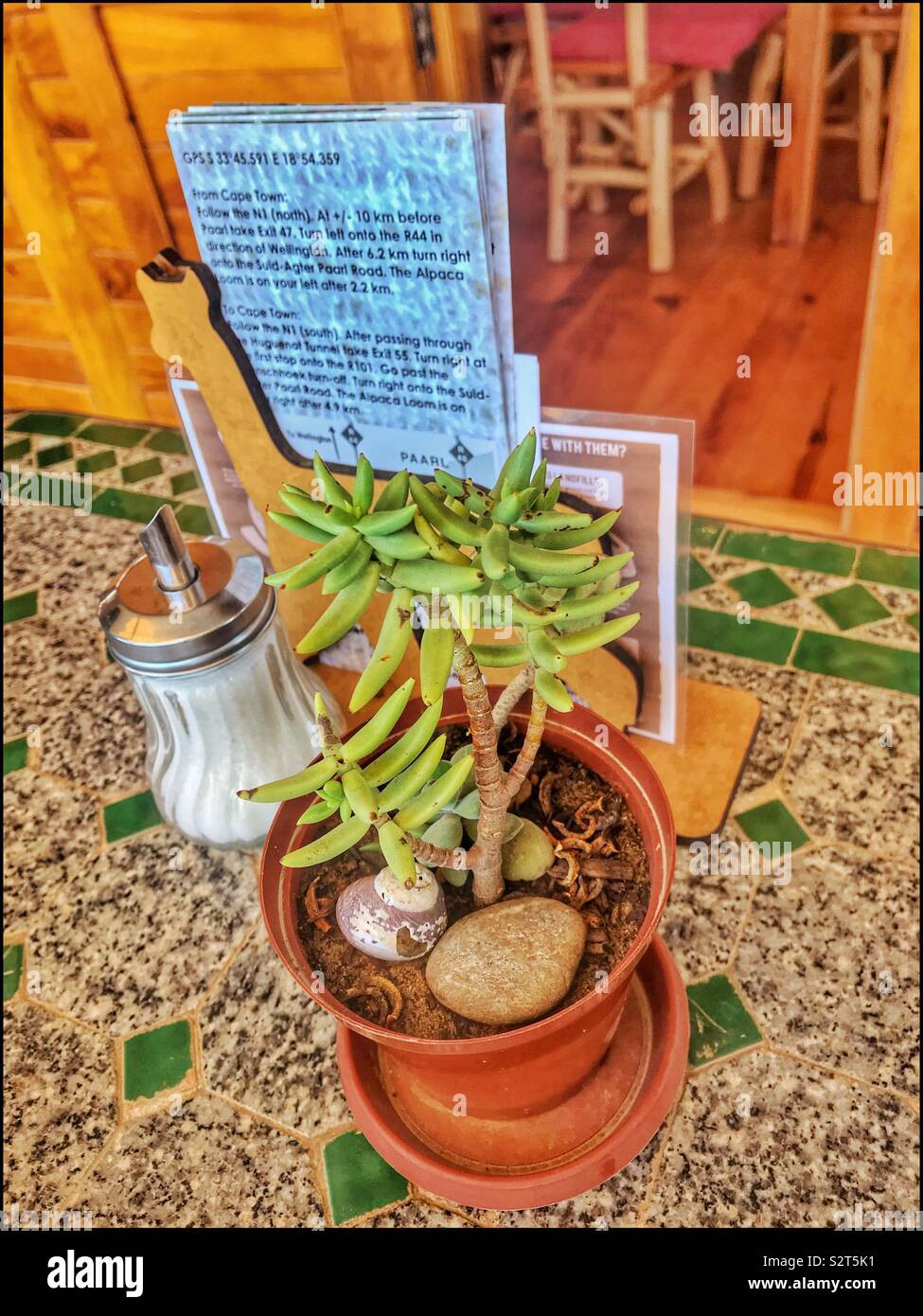Succulent on restaurant table at the Alpaca Loom, Paarl, South Africa. Stock Photo