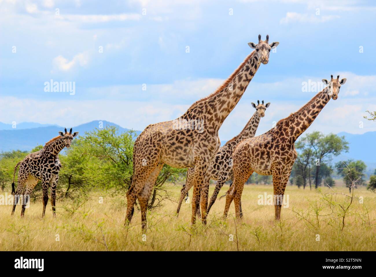 The Giraffe Family Hi res Stock Photography And Images Alamy the-giraffe-family-hi-res-stock-photography-and-images-alamy