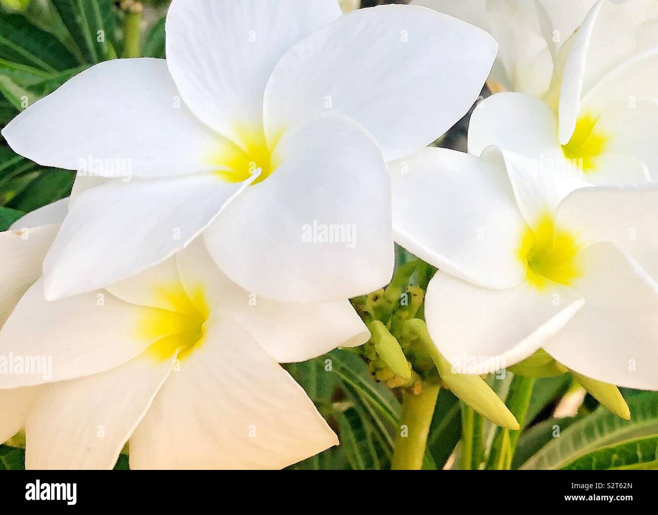White flowers with yellow centers hires stock photography and images Alamy