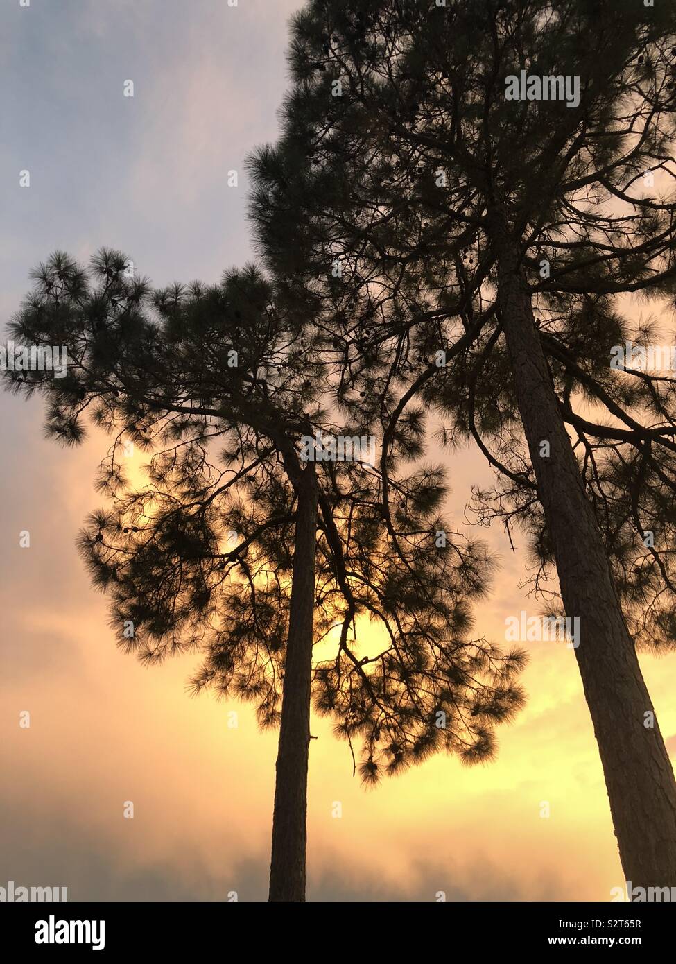 Bright sunset skies with pine tree silhouettes Stock Photo