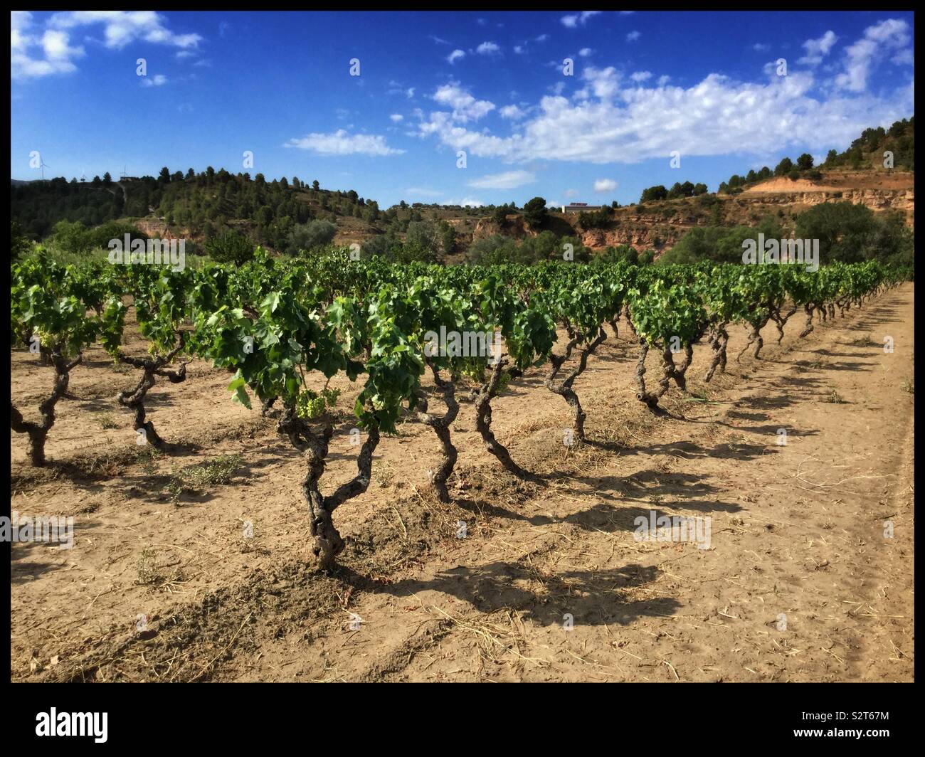 Bush-pruned Macabeo vineyard, Catalonia, Spain. - Smartphone Captured Stock Image