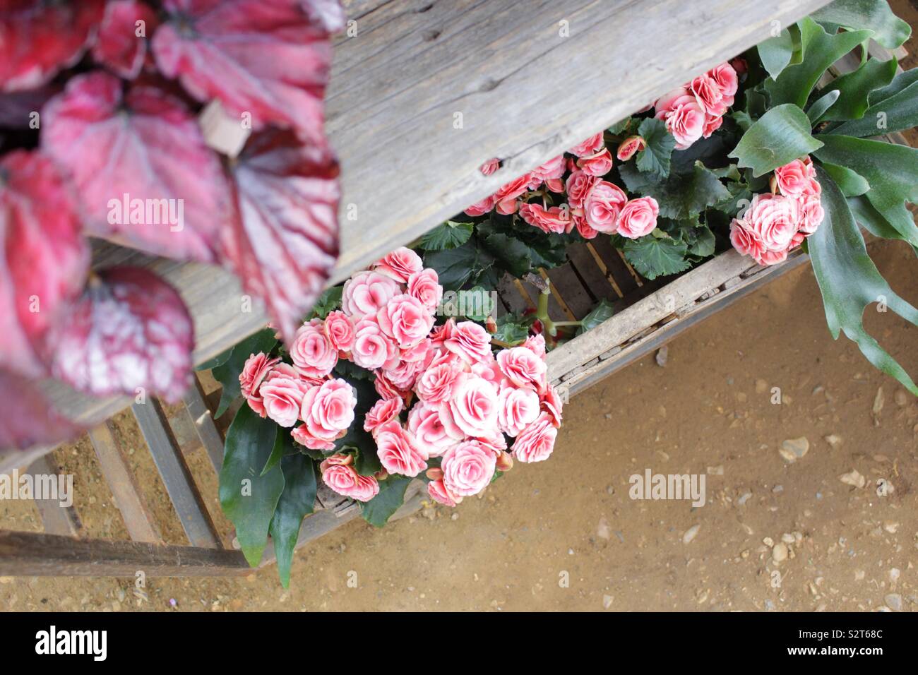 Pink flowers in a box placed on a wooden stand at Petersham Nurseries, London Stock Photo