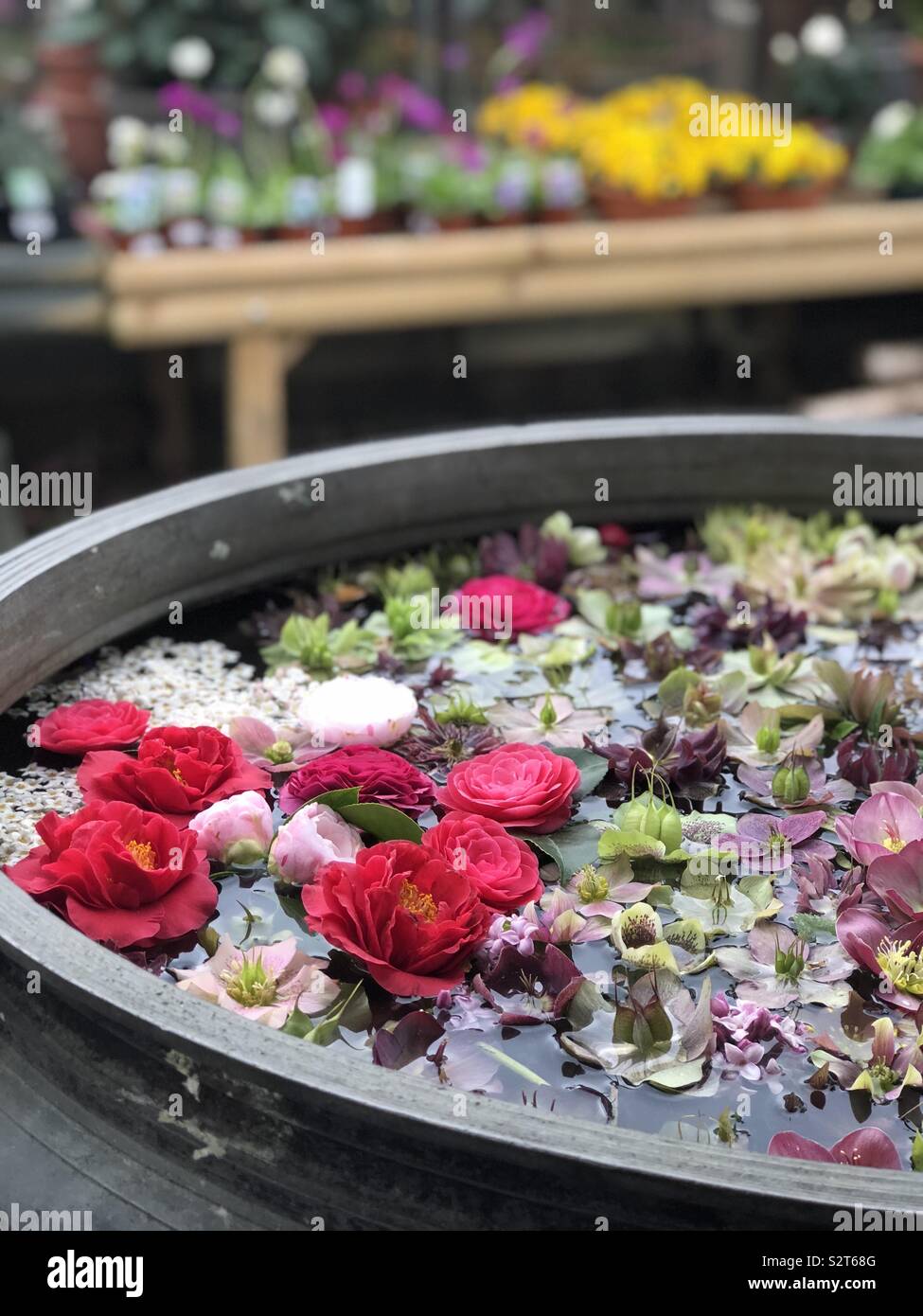 Flowers in bath of water displayed at Petersham Nurseries Stock Photo