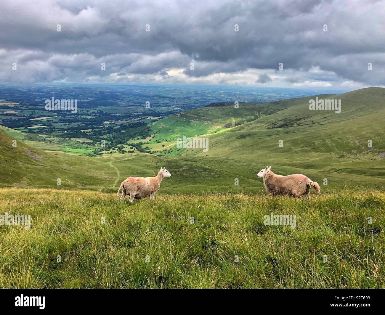 Two sheep on a hillside in the Brecon Beacons with a view down a valley behind them. - Smartphone Captured Stock Image