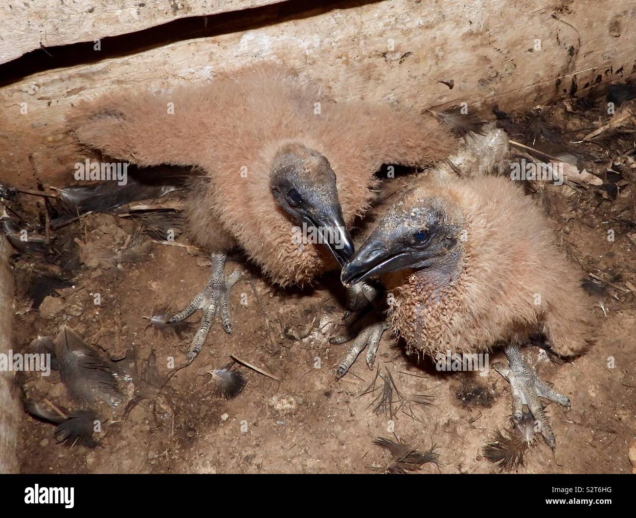 Baby Black Vultures in Their Nest in Talbot County Maryland Stock Photo -  Alamy
