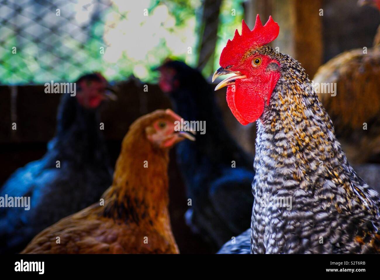 Rooster and hen Stock Photo - Alamy