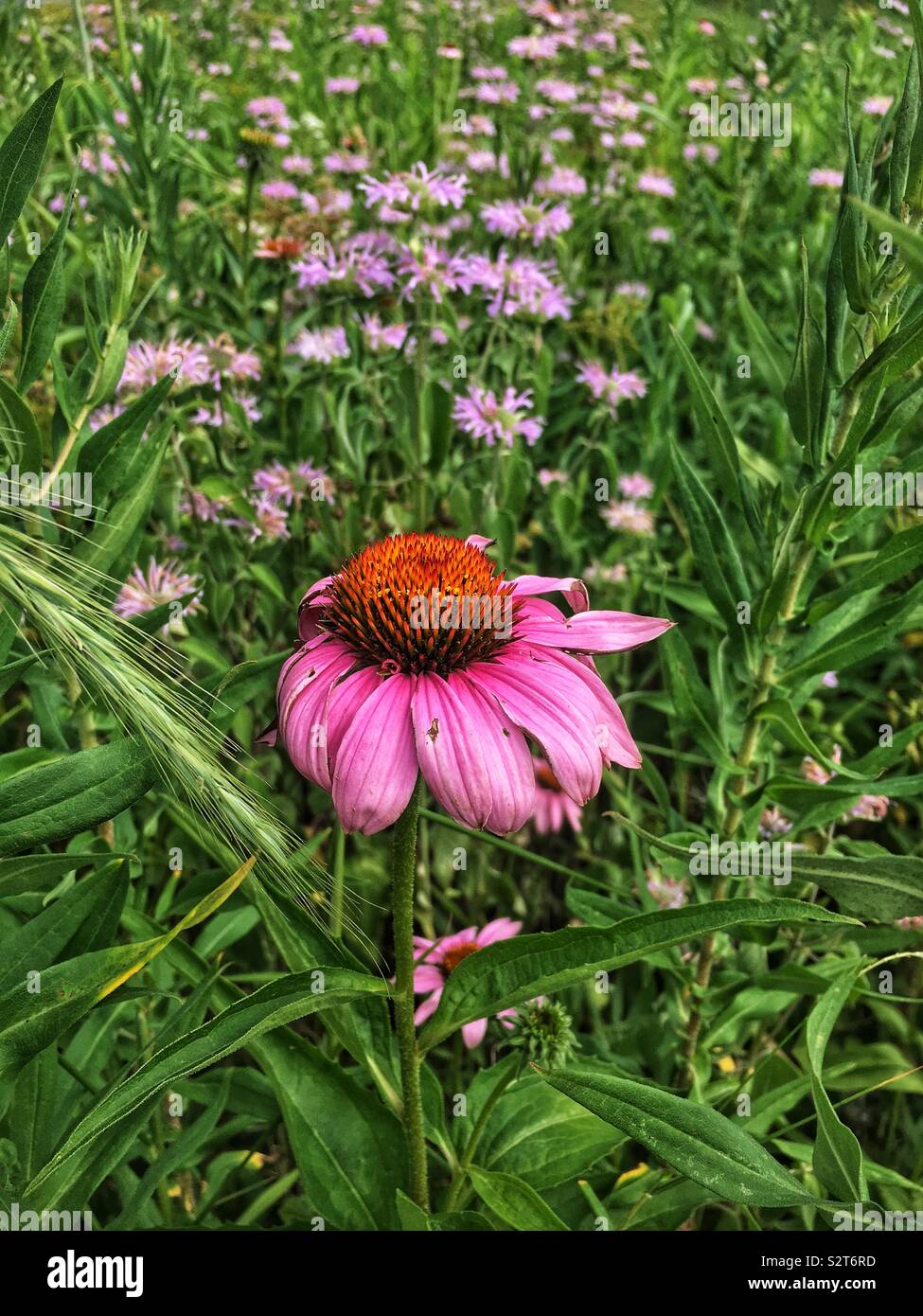 Beautiful pink flower, Echinacea purpurea, eastern purple coneflower, hedgehog coneflower, or purple coneflower. - Smartphone Captured Stock Image