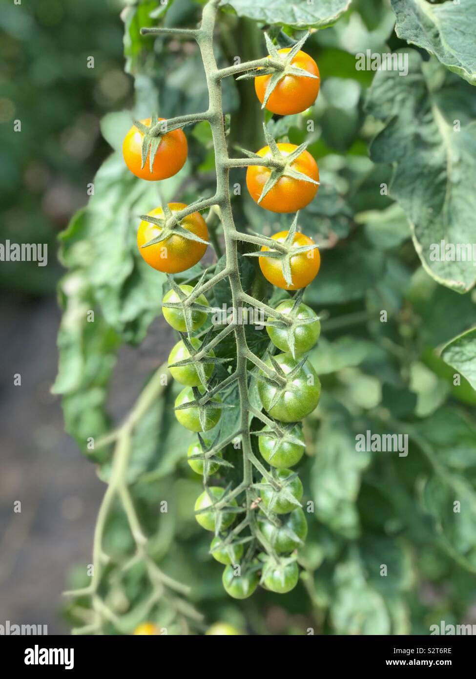 Golden sun tomatoes on the vine Stock Photo