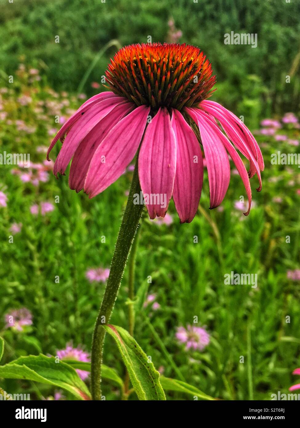 Beautiful pink flower, Echinacea purpurea, eastern purple coneflower, hedgehog coneflower, or purple coneflower. - Smartphone Captured Stock Image